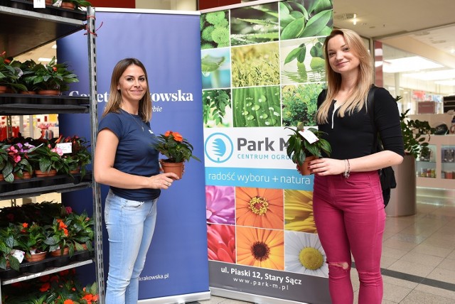 „Gazeta Krakowska”  rozdawał piękne kwiaty doniczkowe z Parku M