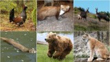 Tatry. Wiedzieliście, że te zwierzęta możemy spotkać na górskich szlakach?  