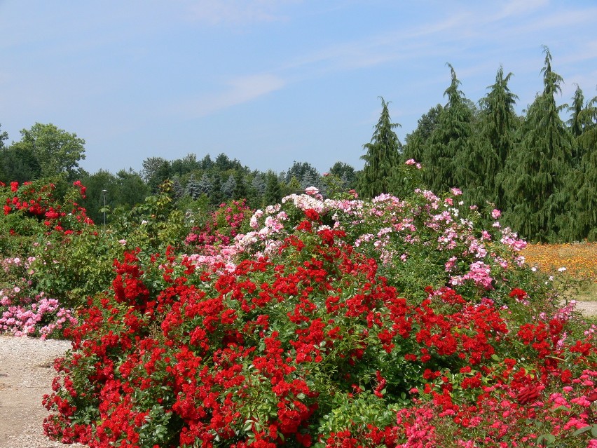 Ogród botaniczny w Powsinie: Zobacz najpiękniejsze odmiany...