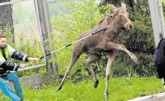 Kilka tygodni temu poznańscy myśliwi spotkali łosia. - To zdarza się częściej - mówią