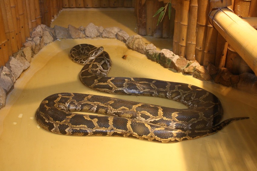 Kradzież węży ze śląskiego zoo. Mogą nie przeżyć [ZDJĘCIA]