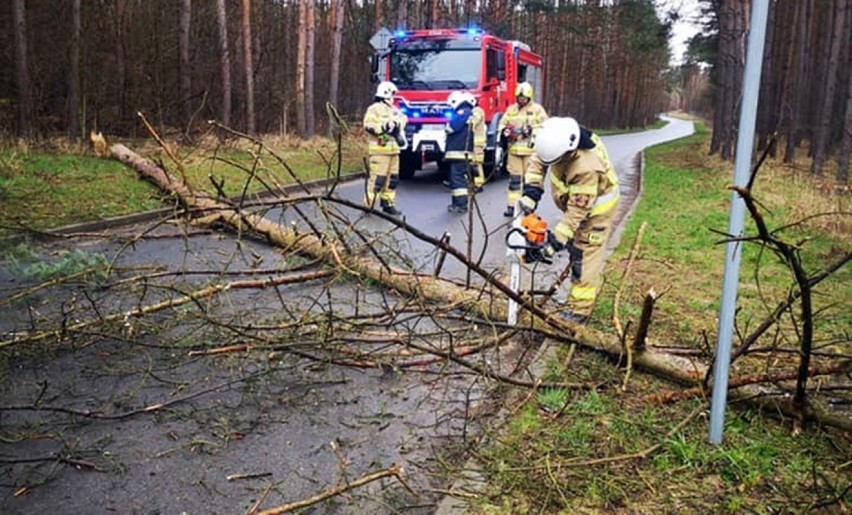 Strażacy z OSP Kobylanka usuwali z jezdni powalone drzewo, na drodze do Jęczydołu