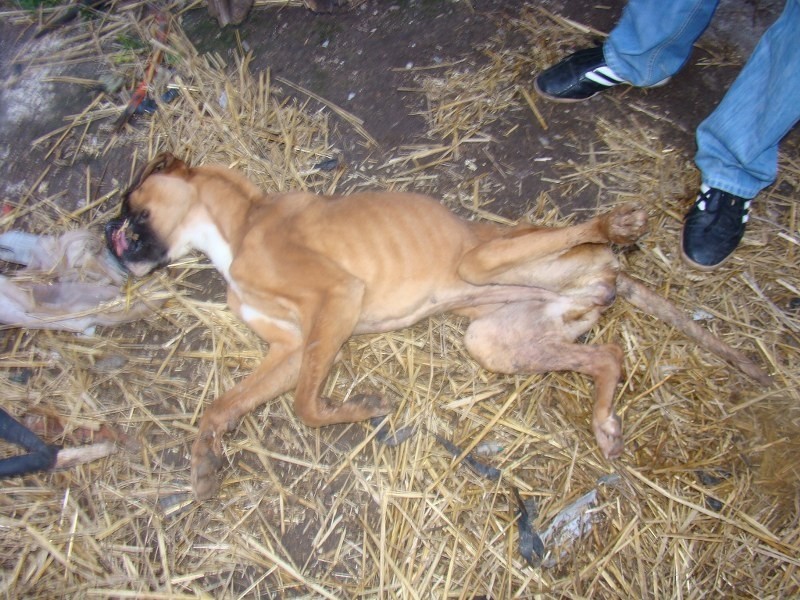 W takich warunkach przetrzymywane były psy w hodowli pod...
