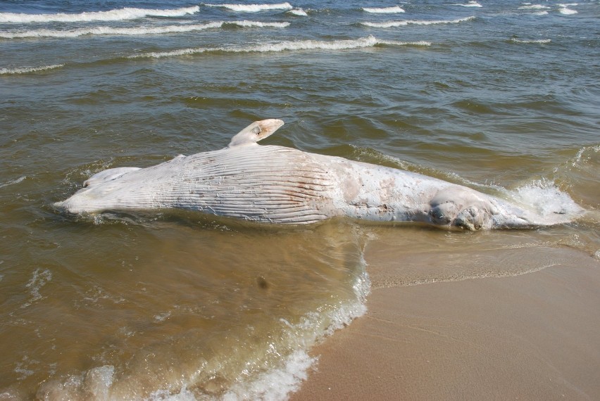 Mierzeja Wiślana. Morze wyrzuciło na plażę Mierzei Wiślanej...