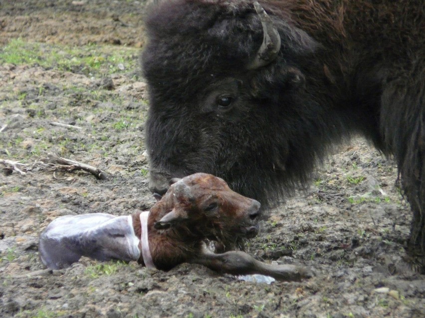 Młody bizon w chorzowskim zoo ZOBACZ ZDJĘCIA