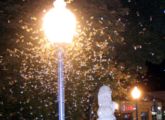 Weterynarz nie zna 100-procentowo skutecznego sposobu pozbycia się rojów muszek. Ewentualnie zastosowałby specjalne lampy o niebieskim świetle, które wabi i zabija owady. Grzegorz Mirek, dyrektor Miejskiego Zarządu Dróg w Nowym Sączu, przyznał wczoraj "Gazecie Krakowskiej", że nie wiedział o meszkach, które nocą okupują most na ul. Lwowskiej. Obiecał poszukać metody, aby się ich pozbyć.