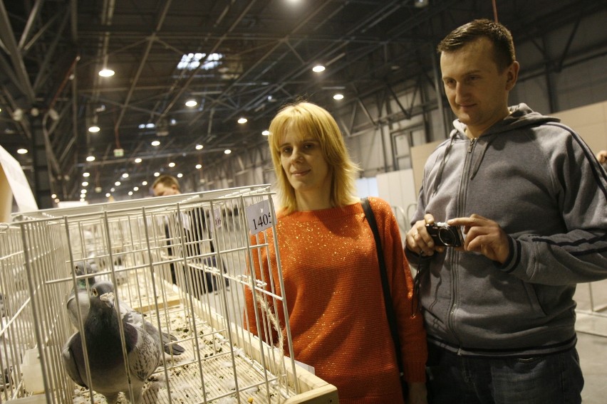 Sosnowiec: W Silesia Expo trwają targi gołębi pocztowych [ZDJĘCIA