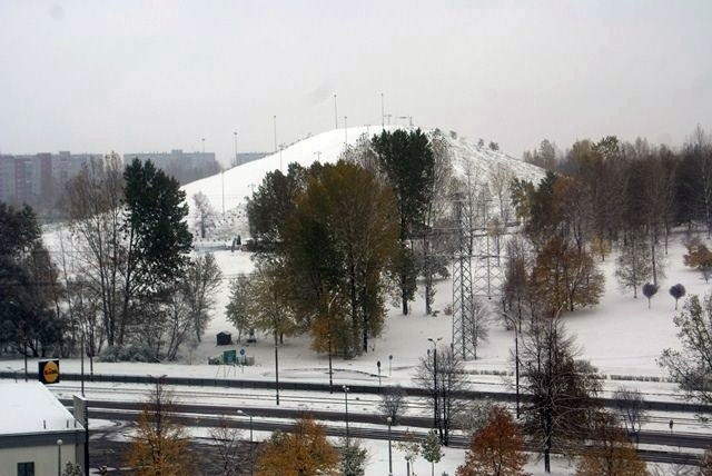 Sosnowiec pod śniegiem