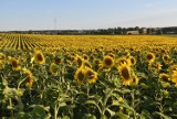 Rolnik z Wielkopolski zasiał kilka hektarów słonecznika. Jego pole niespodziewanie stało się lokalną atrakcją! [ZDJĘCIA]
