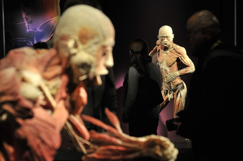 The Human Body: wystawa ludzkich ciał w Krakowie [ZDJĘCIA, WIDEO]