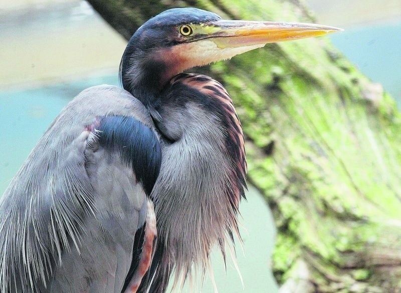 Czaple purpurowe przebywają w zoo we Wrocławiu bez przerwy...