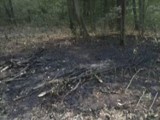 Pożar w gminie Wilkołaz. Spaliło się kilka arów poszycia leśnego