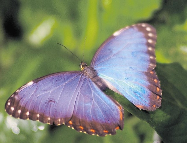 Najpiękniejsze motyle będzie można zobaczyć w nowym zoo