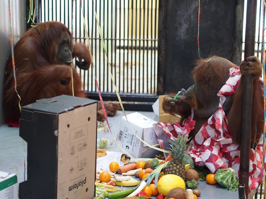 Urodziny orangutanów z zoo w Gdańsku: Raja i Albert mają 40 lat! [ZDJĘCIA]