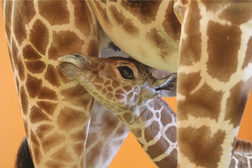 Mała żyrafa w chorzowskim Zoo
