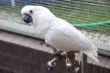 Mały, papuga, która 13 lat żyła bez klatki, wyfrunęła w świat. Właściciele proszą o pomoc. Była widziana w regionie 