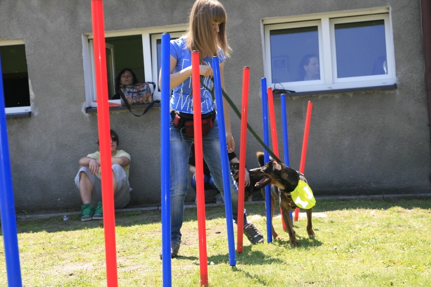 Pokaz agility psów ze schroniska w Katowicach