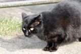 Bolesławiec: Zabił kota drewnianą pałką