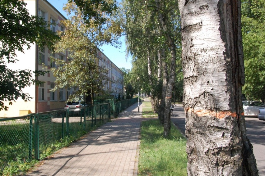 Wkrótce 6 brzóz i 13 topoli przy I LO zostanie wyciętych, by...