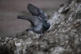 Przy Młynarskiej sąsiad spalił sąsiadowi 50 gołębi