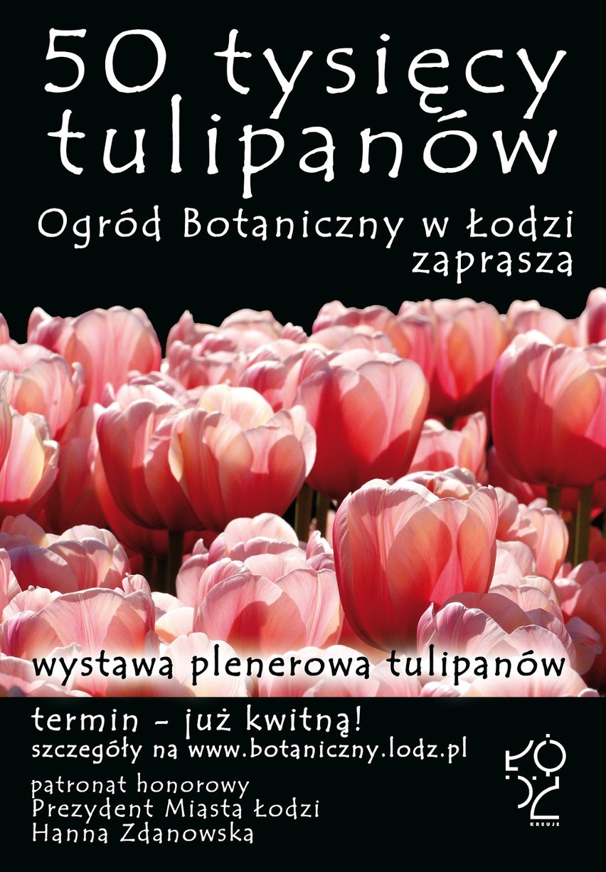 50 tysięcy kwitnących tulipanów podziwiać można w Ogrodzie...