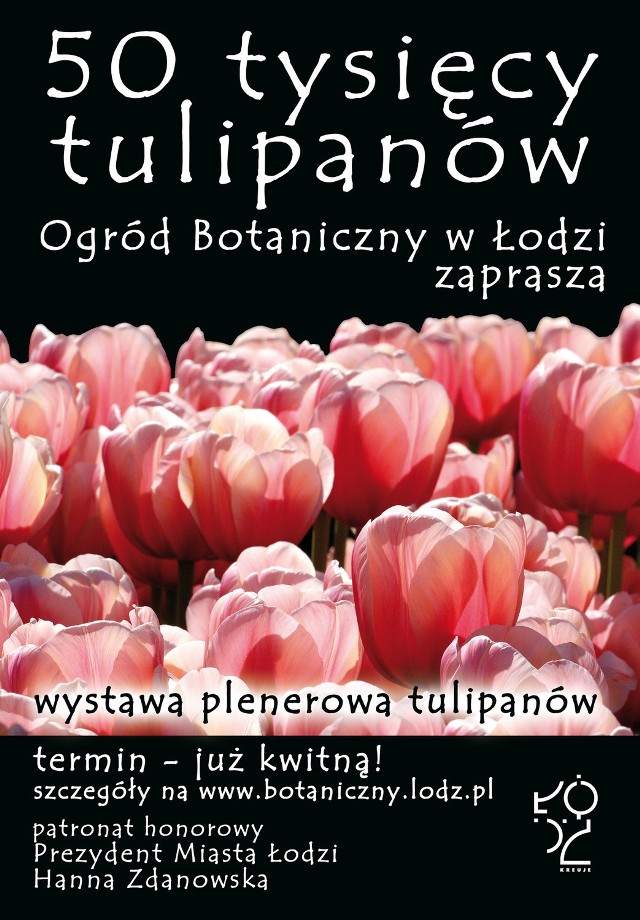 50 tysięcy kwitnących tulipanów podziwiać można w Ogrodzie Botanicznym w Łodzi.