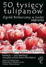 50 tys. tulipanów w Ogrodzie Botanicznym [ZDJĘCIA]