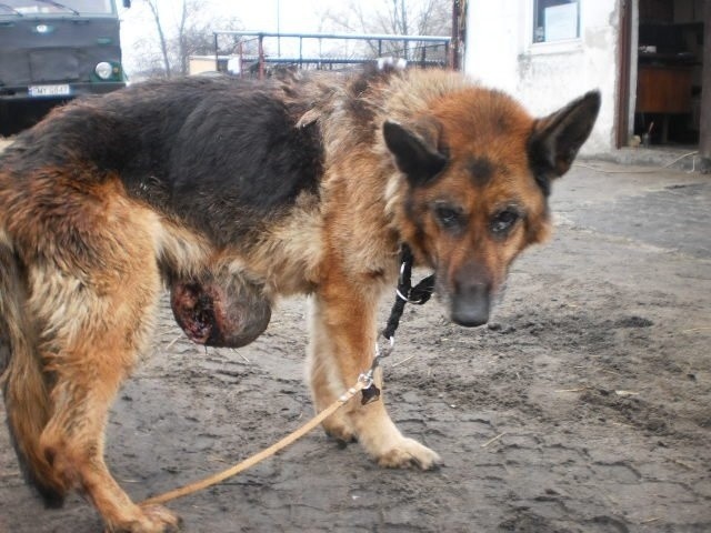 Wiadomo z jakiej hodowli pochodzi pies zakopany żywcem w Myszkowie [ZDJĘCIA]