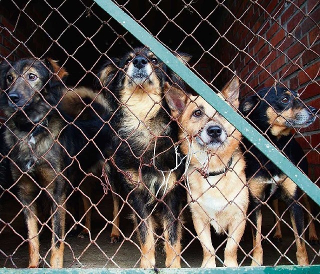 W schronisku przy ulicy Gilowej przebywa około 280 psów, a miejsca jest tylko dla 160 zwierząt