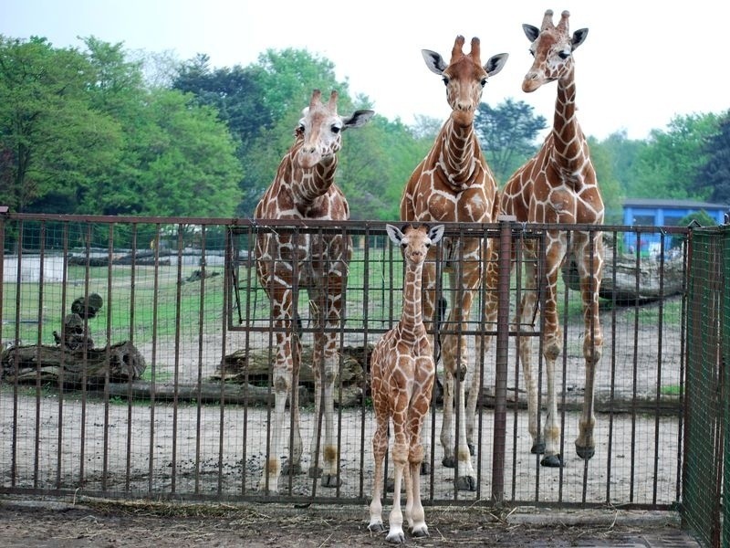 Wrocław: W zoo urodziła się żyrafa (ZDJĘCIA)