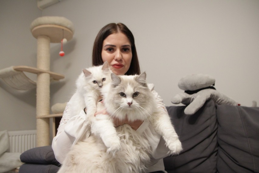 Paulina Kaszuba z powodzeniem zajmuje się felinoterapią we Włocławku [zdjęcia]