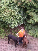 W Koszalinie zaginęły psy. Internautka prosi o pomoc