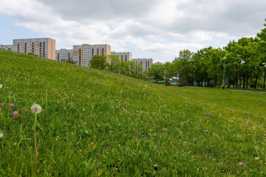 Poznań wprowadza ograniczenia w koszeniu traw w mieście.