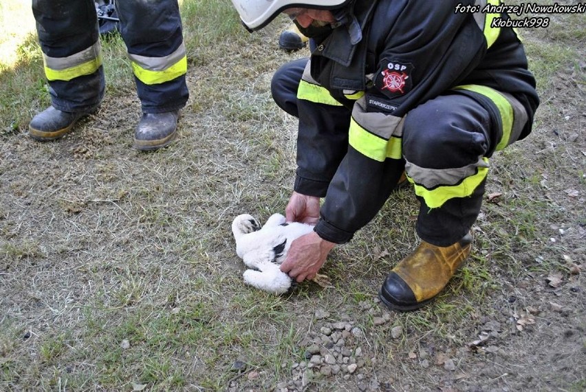 Strażacy ratowali bociana, który wypadł z gniazda [FOTO]