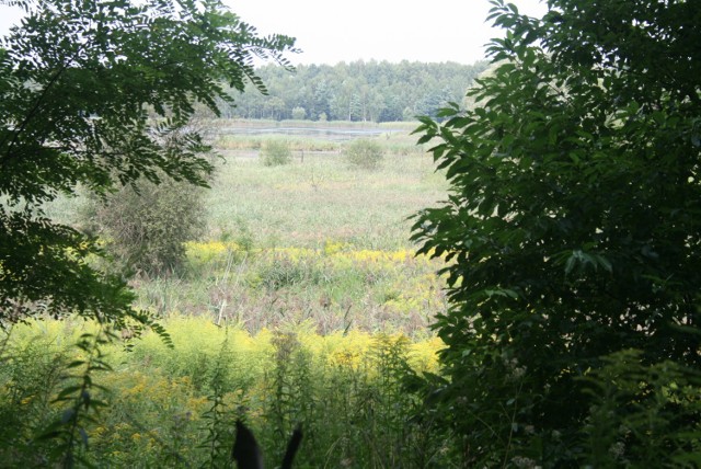 łąki nad Pogorią II, trudno uwierzyć, że jesteśmy w ...mieście