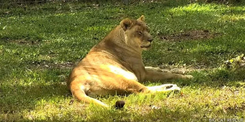 Big Cat Rescue to rezerwat dla zwierząt na Florydzie w...