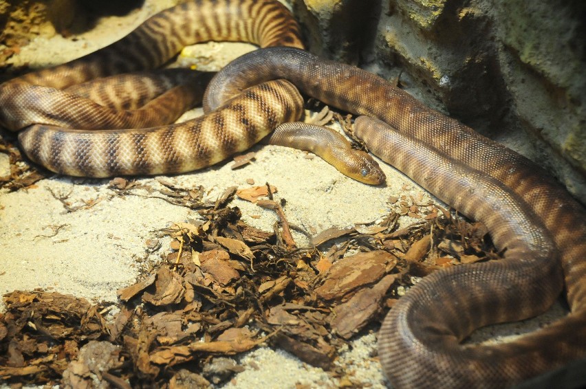 Kraków: w zdewastowanym Aquarium znów pojawią się zwierzęta [ZDJĘCIA]