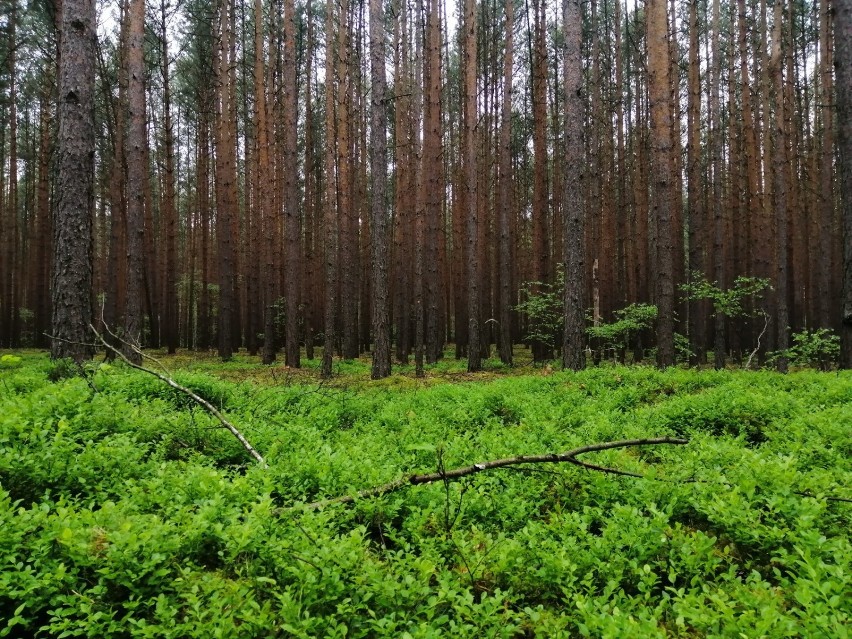 Weekendowa wycieczka - lasy wokół Głogowa