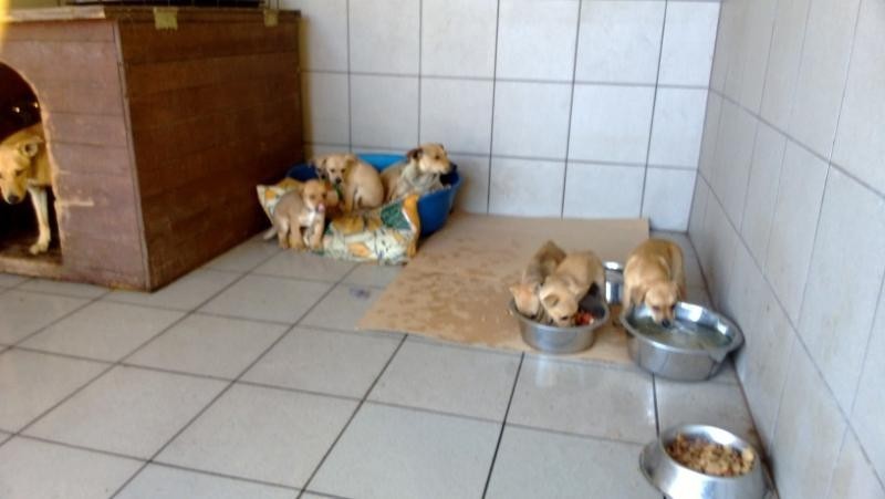 porzucone psy czekają na nowy dom