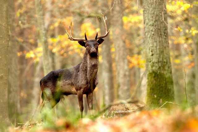 Zdjęcia sępólnian nagrodzone przez wojewodę w konkursie fotografii przyrody regionu