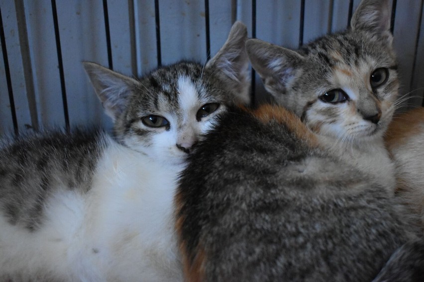 Kocur i kotka do adopcji w Olkuszu