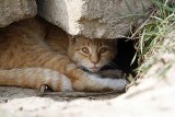 Seryjny zabójca kotów grasuje w gminie Kęty