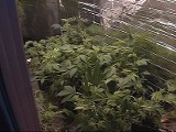 Plantacja marihuany w Myszkowie zlikwidowana