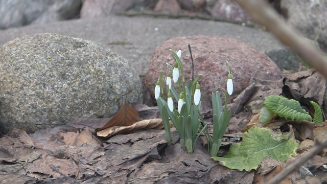 21 marca - kalendarzowa wiosna. Przebiśniegi