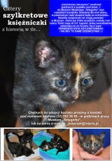 Dąbrowa Górnicza: Ktoś podrzucił małe kociaki do Muzeum Miejskiego Sztygarka