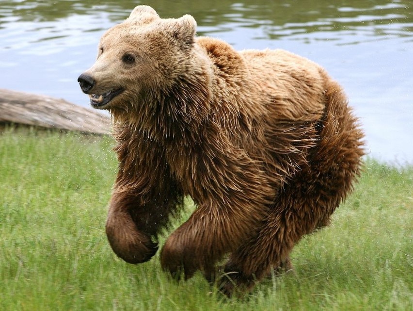 Niedźwiedź brunatny

Do największy drapieżnik zamieszkujący...
