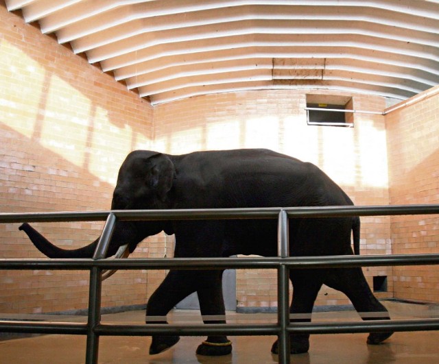 W chorzowskim zoo nowy słoń dobrze się czuje