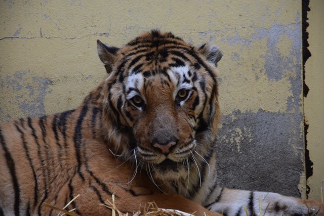 Dwa najsłabsze, Kan i Gogh pozostaną w poznańskim zoo. Pracownicy zoo szczególnie martwią się o Gogha. Zwierzę ma poważne problemy z przewodem pokarmowym spowodowane silnym stresem.