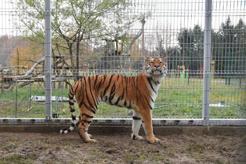 Jeden z tygrysów z poznańskiego zoo przeszedł operację. "Jego szanse są minimalne"