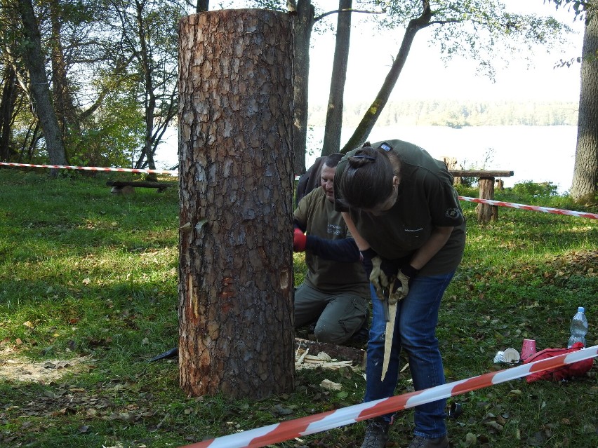 Barciowisko w Augustowie 2021. Kilkadziesiąt osób działo kłody bartnie nad jeziorem Studzieniczna [Zdjęcia]